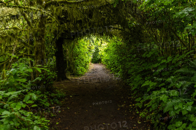 Tunnel of vegetation on forest hiking trail. Lincoln City, Oregon, United States