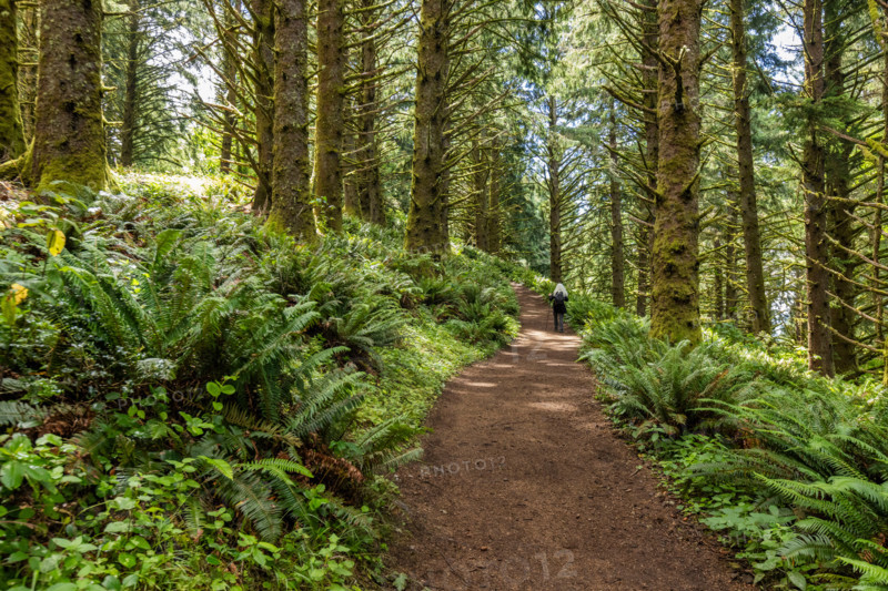 Rear view of woman hiking in forest. Lincoln City, Oregon, United States