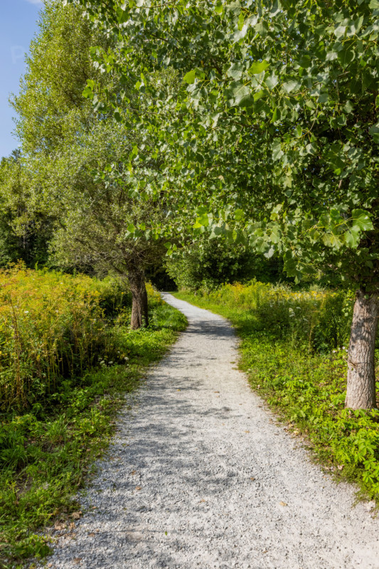 Empty rail trail path and trees. Manchester, Vermont, United States