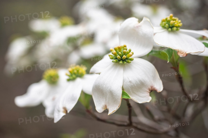 Close-up of white dogwood flowers. Blacksburg, Virginia, United States
