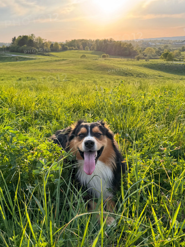 Portrait of Australian Shepherd sitting in grassy field at sunset. Blacksburg, Virginia, United States