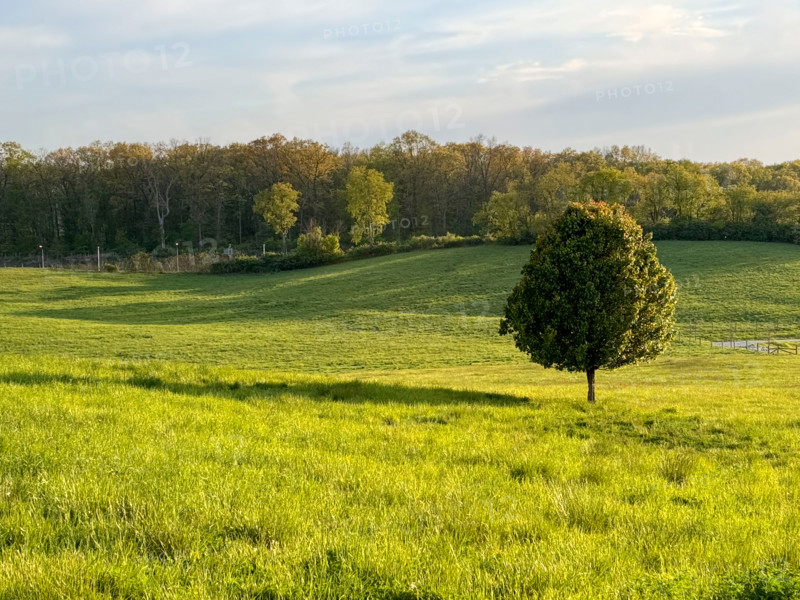 Single tree in grassy meadow on sunny day. Blacksburg, Virginia, United States