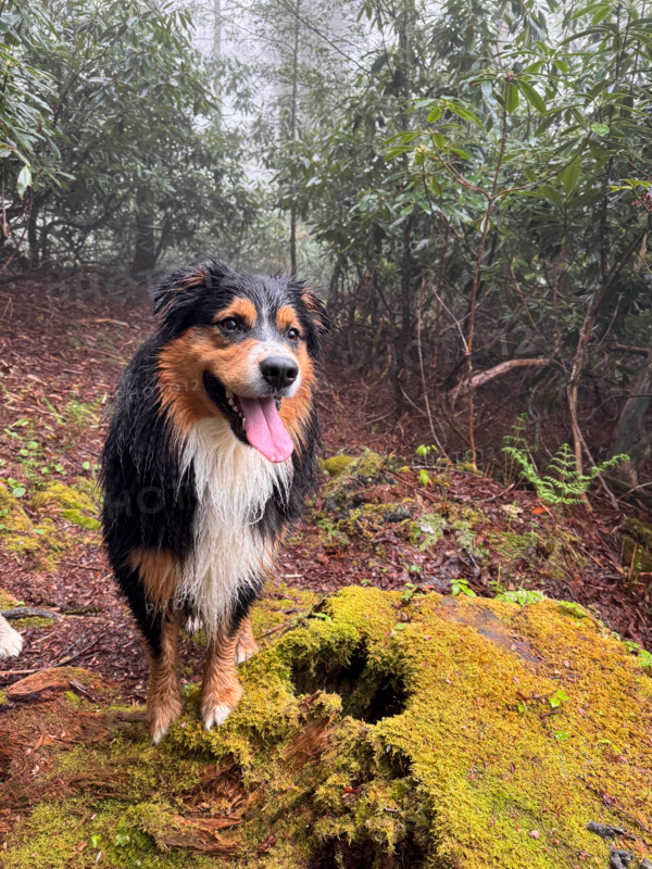 Australian Shepherd on moss covered stump in forest. Blacksburg, Virginia, United States