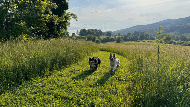 Two Australian Shepherds running in grassy field. Blacksburg, Virginia, United States