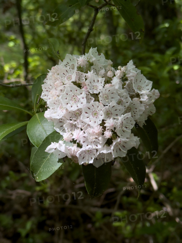 Close-up of Mountain Laurel bloom. Blacksburg, Virginia, United States