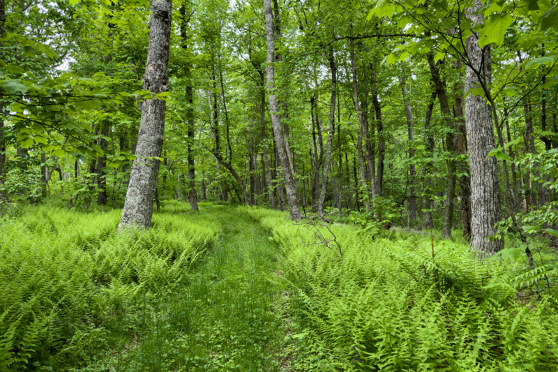 Forest with green ferns and trees. Blacksburg, Virginia, United States