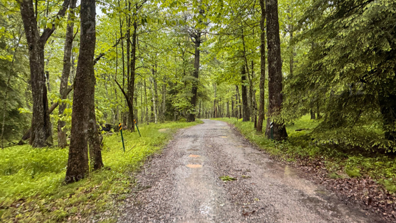 Empty gravel road through forest. Blacksburg, Virginia, United States