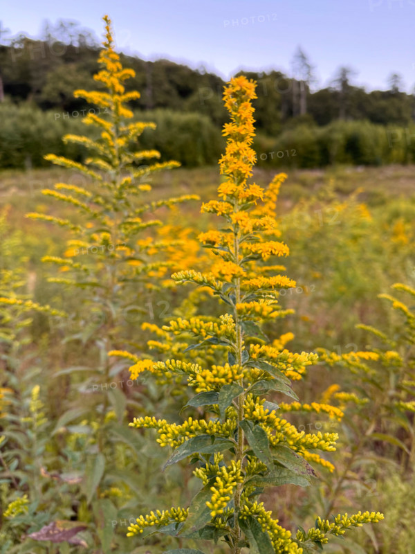 Close-up of Golden Rod flower in meadow. Blacksburg, Virginia, United States
