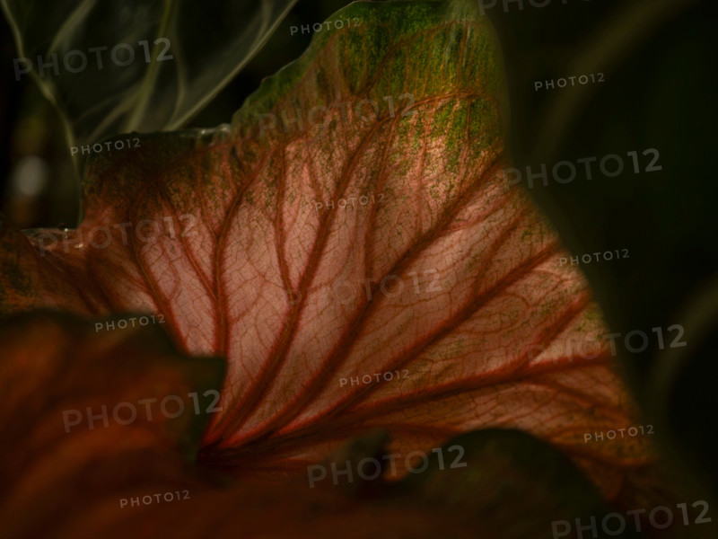 Close-up of back lit leaf. Port Douglas, Queensland, Australia