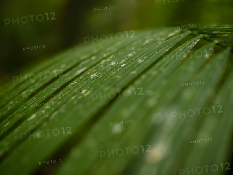 Close-up of palm frond with water droplets. Mossman, Queensland, Australia