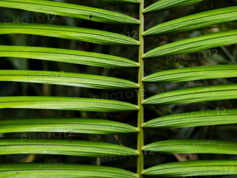 Close-up of symmetrical leaves. Mossman, Queensland, Australia
