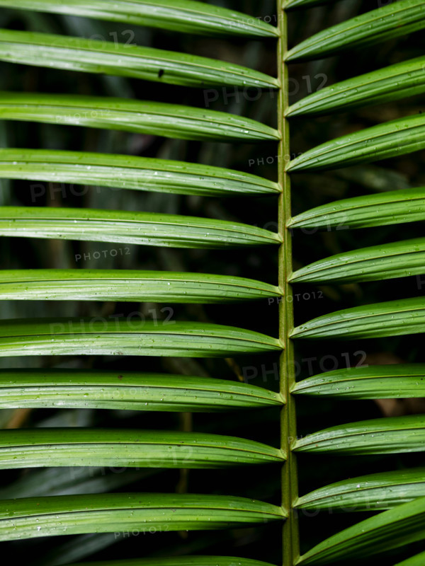Close-up of symmetrical leaves. Mossman, Queensland, Australia