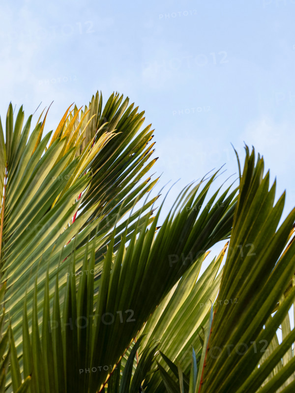 Palm fronds reach towards pale blue sky. Port Douglas, Queensland, Australia