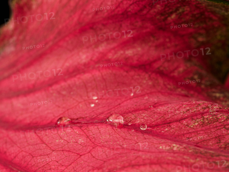 Close-up of red leaf with rain drops. Port Douglas, Queensland, Australia