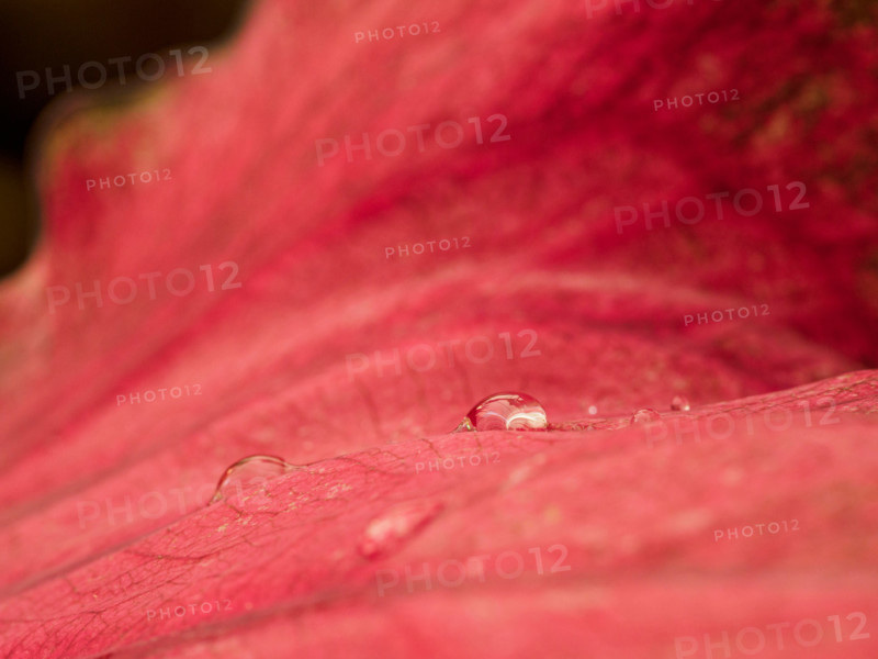 Close-up of red leaf with rain drops. Port Douglas, Queensland, Australia