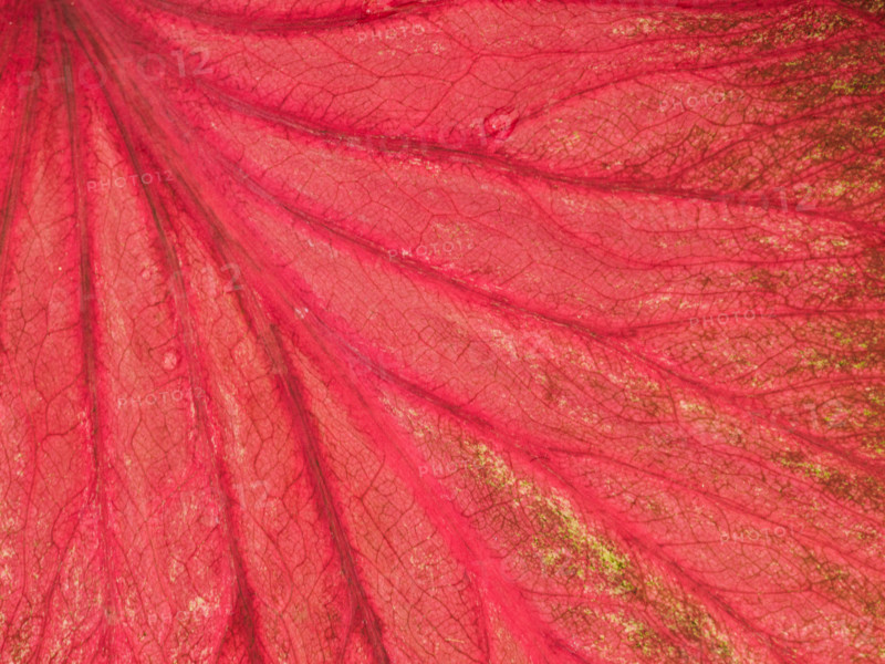 Close-up of red tropical leaf. Port Douglas, Queensland, Australia