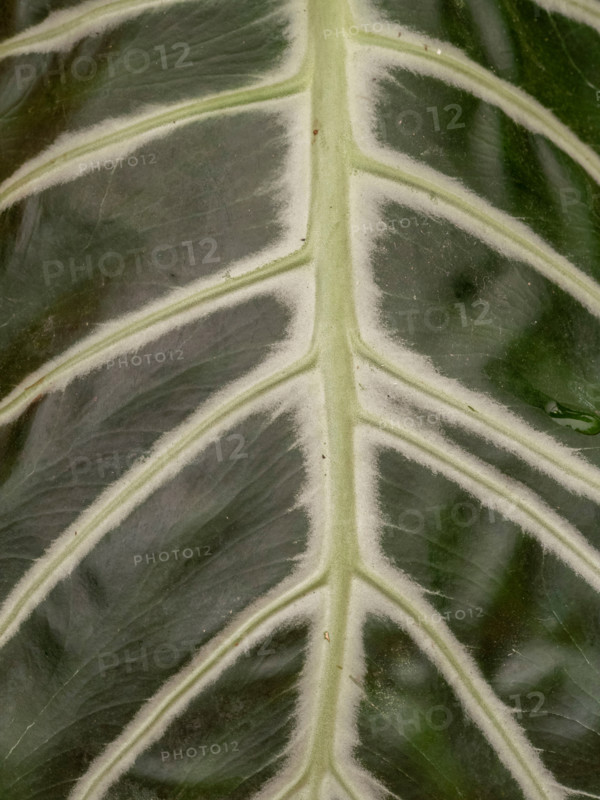Close-up of green leaf with vanes. Port Douglas, Queensland, Australia