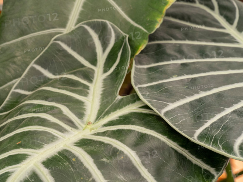 Close-up of green leaf with vanes. Port Douglas, Queensland, Australia