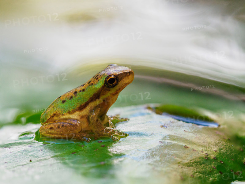 Juvenile eastern sedge or dwarf tree frog on Lilypad. Port Douglas, Queensland, Australia