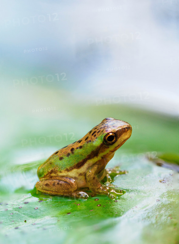 Juvenile eastern sedge or dwarf tree frog on Lilypad. Port Douglas, Queensland, Australia