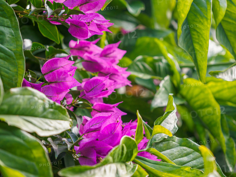 Close-up of magenta bougainvilleas and bright green leaves. Port Douglas, Queensland, Australia