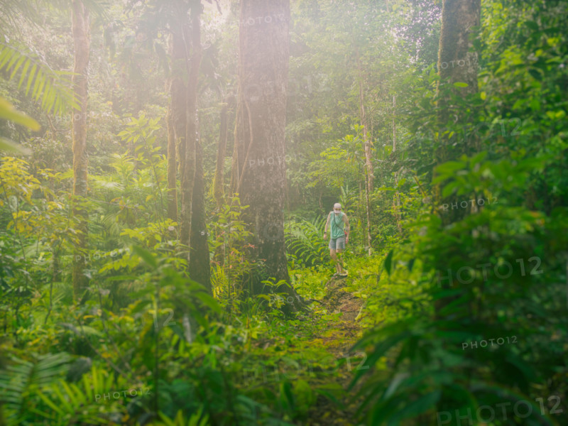 Woman hiking in lush tropical forest. Mossman, Queensland, Australia