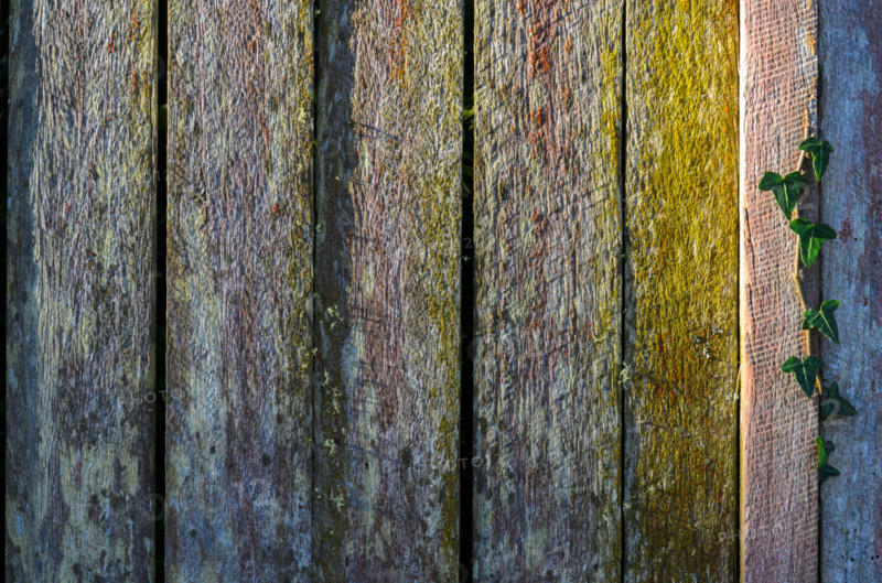 Close-up of old wooden fence. Leura, New South Wales, Australia