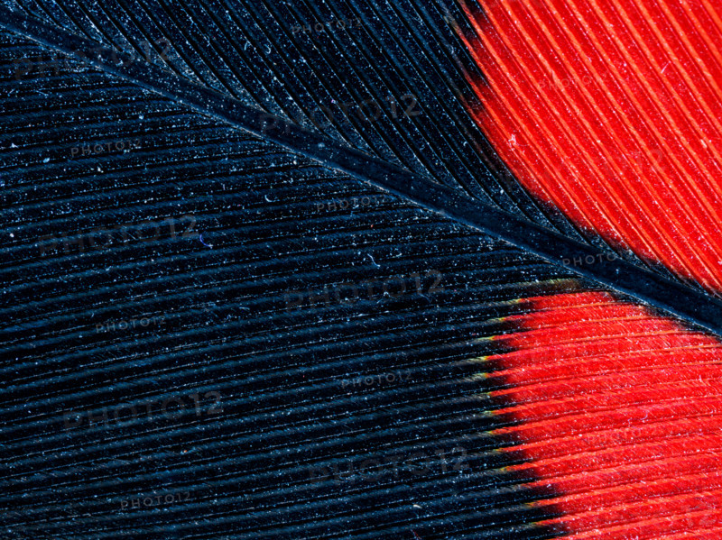 Red-tailed black cockatoo feather detail. Leura, New South Wales, Australia