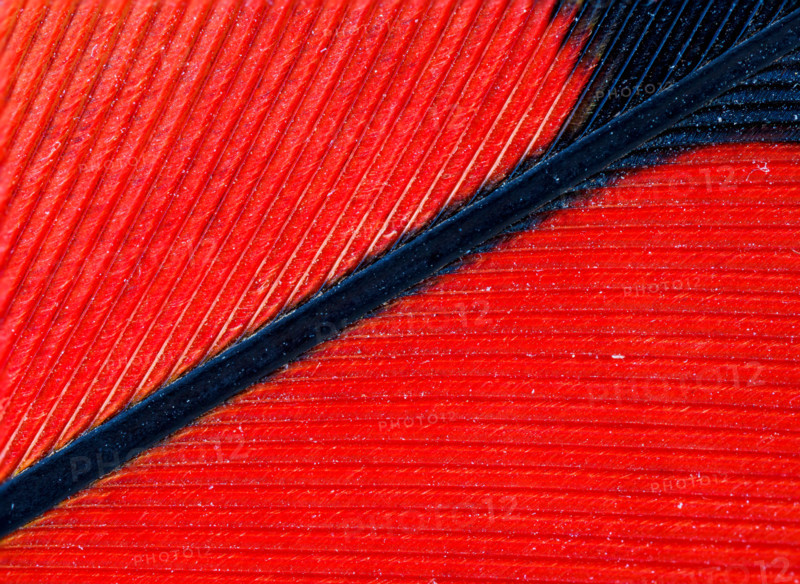 Red-tailed black cockatoo feather detail. Leura, New South Wales, Australia