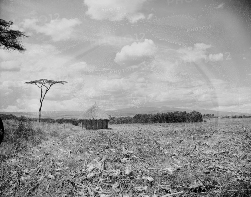Countryside near Mount Elgon. A mud hut with a thatched roof stands alone in a stubbly field. In the distance is Mount Elgon, an extinct volcano located on the Kenya-Uganda border. Kenya, 28 December 1954., West (Kenya), Kenya, Eastern Africa, Africa.