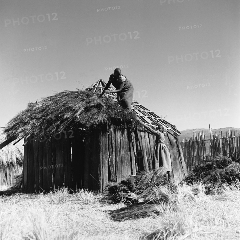Building a hut. A woman reaches up to pass straw to a man who is thatching the roof of a wooden-framed hut. North Kinangop, Kenya, 9-12 February 1953. Kinangop, Central (Kenya), Kenya, Eastern Africa, Africa.