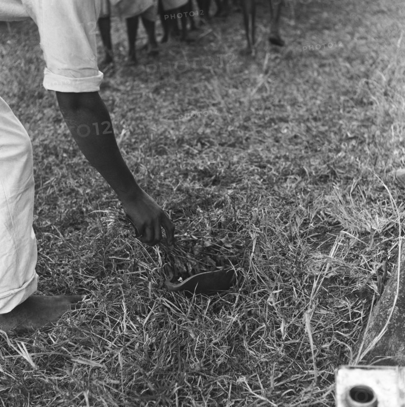 Dipping branches. A man's arm dips branches into a bowl on the ground at a cleansing ceremony. Kenya, 20-28 March 1953. Kenya, Eastern Africa, Africa.