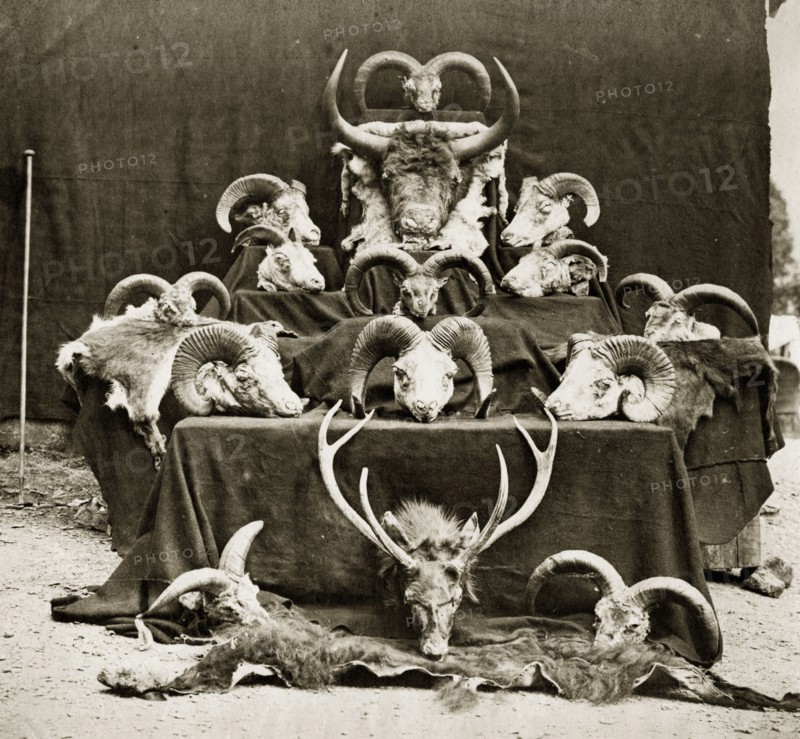 Captain Clarke's trophies. An orderly display of horned animal heads and skins belonging to 'Captain Clarke', trophies collected from wild sheep, deer and yaks on a hunting trip. Tibet (Tibet Autonomous Region, China), 1862., Tibet, China, People's Republic of, Eastern Asia, Asia.