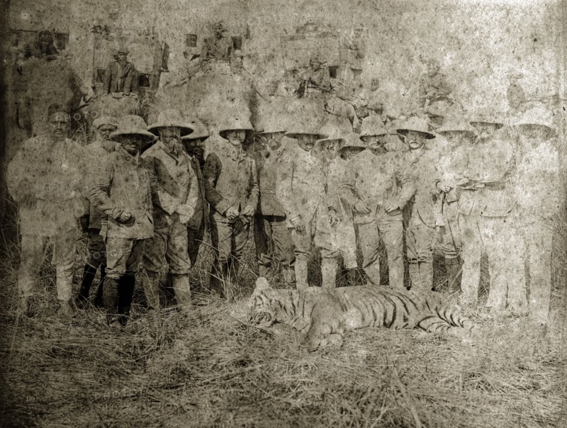 Tiger hunters with a kill. A group of British and Indian hunters in Western clothing and solatopi hats, pose proudly beside the body of a tiger they have recently killed. Elephants carrying people in howdahs can be seen in the background. North East India, circa 1890. India, Southern Asia, Asia.