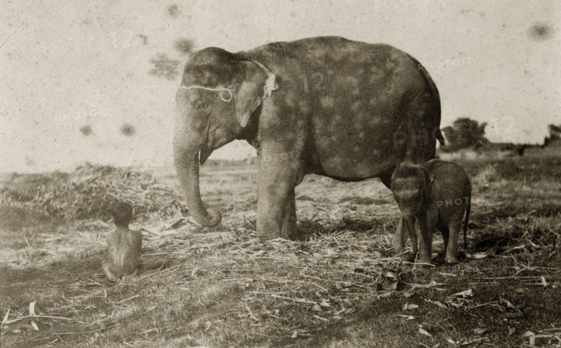 A mahout contemplates his elephants. A young Indian mahout (elephant handler) sits with his back to the camera in the company of a tame elephant cow and calf used for hunting. North East India, circa 1890. India, Southern Asia, Asia.