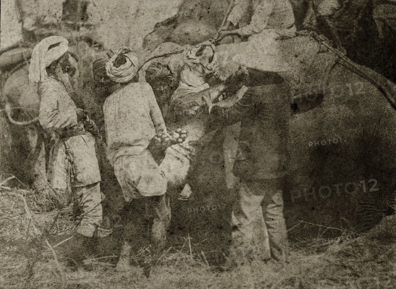 Padding' a tiger. Four Indian servants and a British hunter struggle to 'pad' a recent tiger kill, loading the carcass onto a soft pad on the back of an elephant to protect it during transit. North East India, circa 1890. India, Southern Asia, Asia.