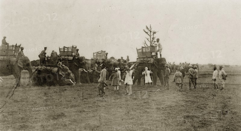 A parade of hunting elephants. A parade of domesticated elephants, fitted with howdahs, are prepared for a tiger hunt by their Indian mahouts (elephant handlers). North East India, circa 1890. India, Southern Asia, Asia.