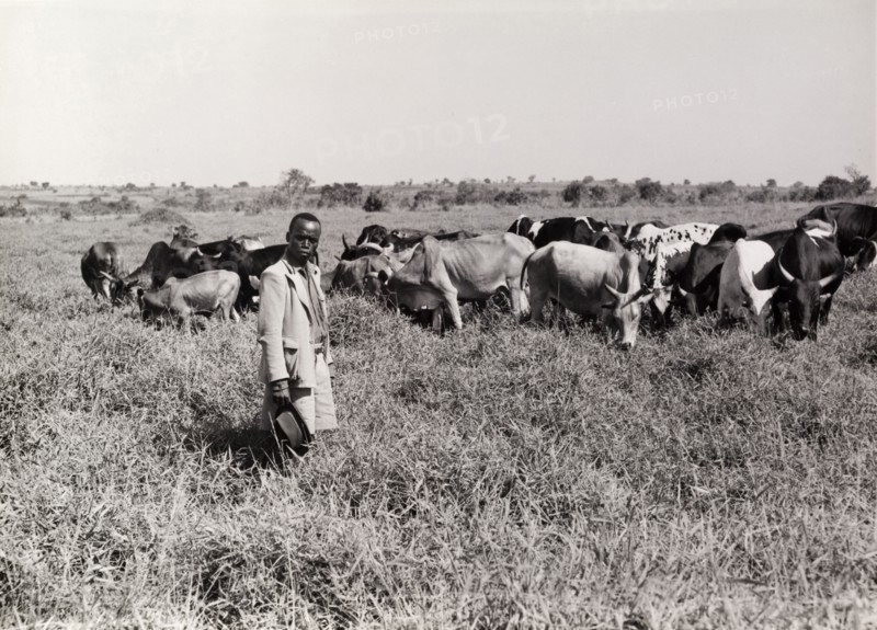 A herd of cattle on good grazing land. A farmer oversees a herd of undernourished cattle as they gorge themselves grazing in a lush pasture. Kenya, circa 1965. Kenya, Eastern Africa, Africa.