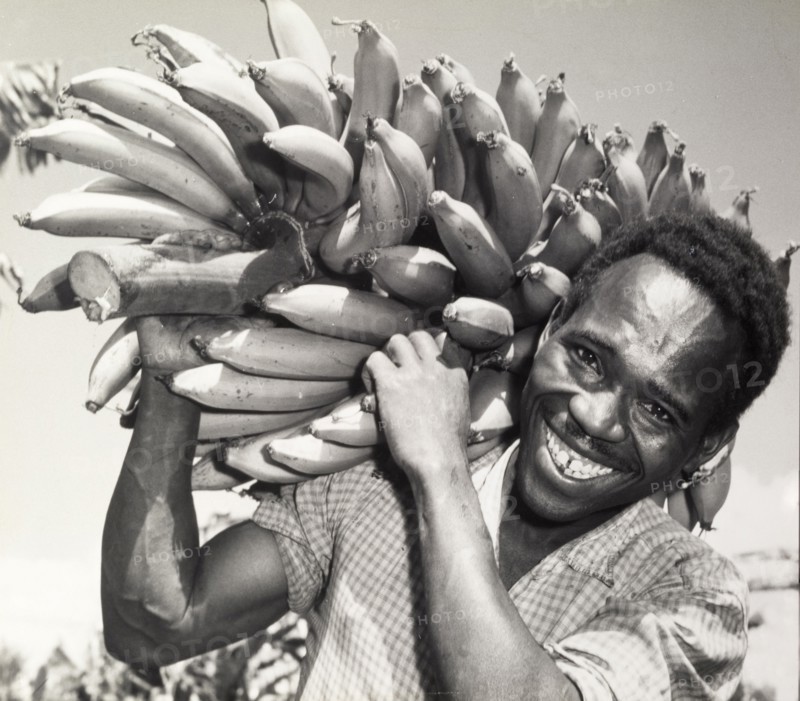 Harvesting bananas. A smiling African farm worker balances a large bunch of bananas on his shoulder. Kenya, circa 1965. Kenya, Eastern Africa, Africa.
