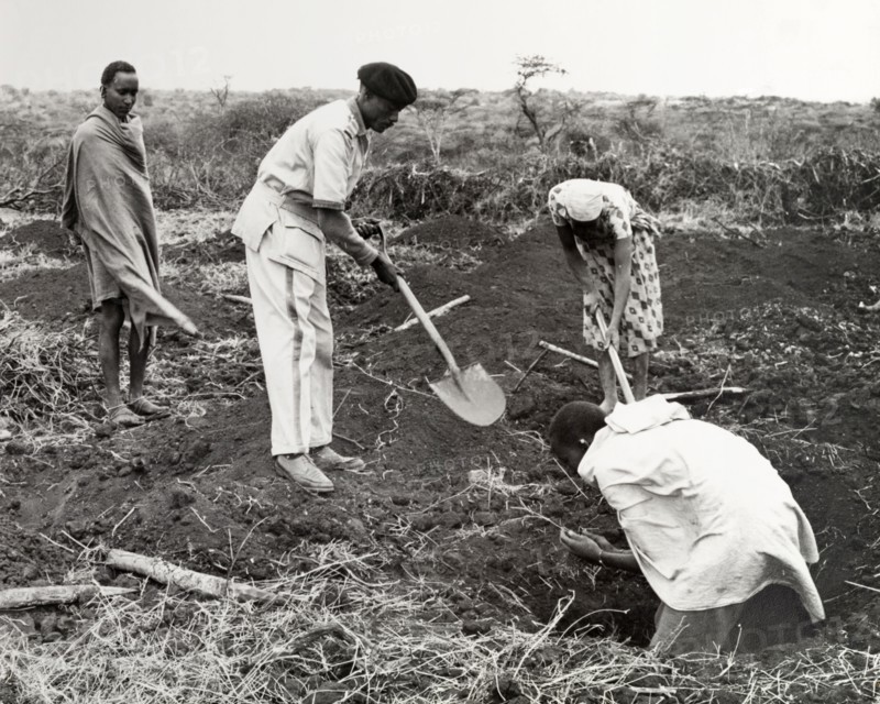 Digging a coffee shamba. A uniformed agricultural instructor, spade in hand, helps three African farm workers dig the earth, offering advice on how to prepare a coffee shamba before planting. Kenya, circa 1965. Kenya, Eastern Africa, Africa.