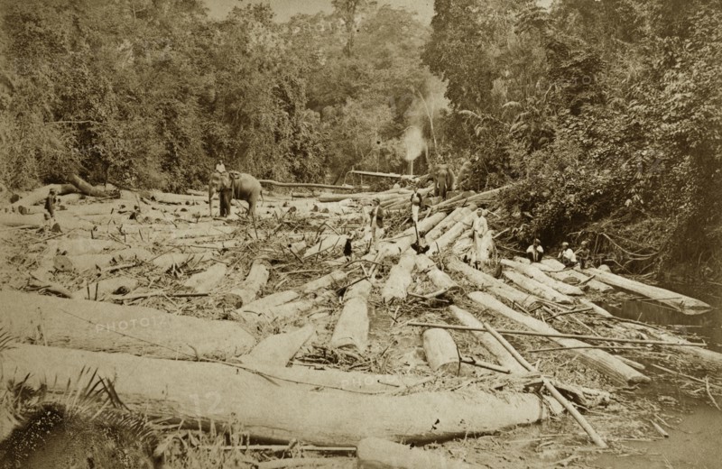 Teak logging with elephants. Elephants employed by the logging industry manoeuvre teak timbers in a river valley. Burma (Myanmar), circa 1910. Burma (Myanmar), South East Asia, Asia.