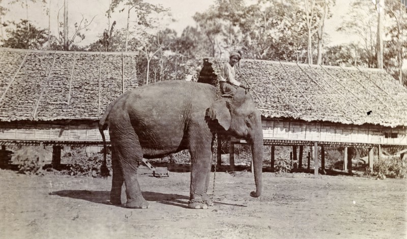 A Burmese mahout. A Burmese mahout (elephant handler) sits on the shoulders of his elephant beside thatched huts raised on stilts. The animal was probably used to manoeuvre timber in the teak forests of Burma (Myanmar). Burma (Myanmar), circa 1908. Burma (Myanmar), South East Asia, Asia.