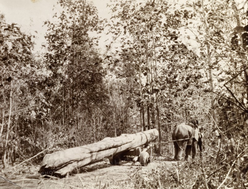 An elephant drags timber through a jungle. A harnessed elephant drags a teak timber through the jungle on the back of a wheeled cart. Burma (Myanmar), circa 1910. Burma (Myanmar), South East Asia, Asia.