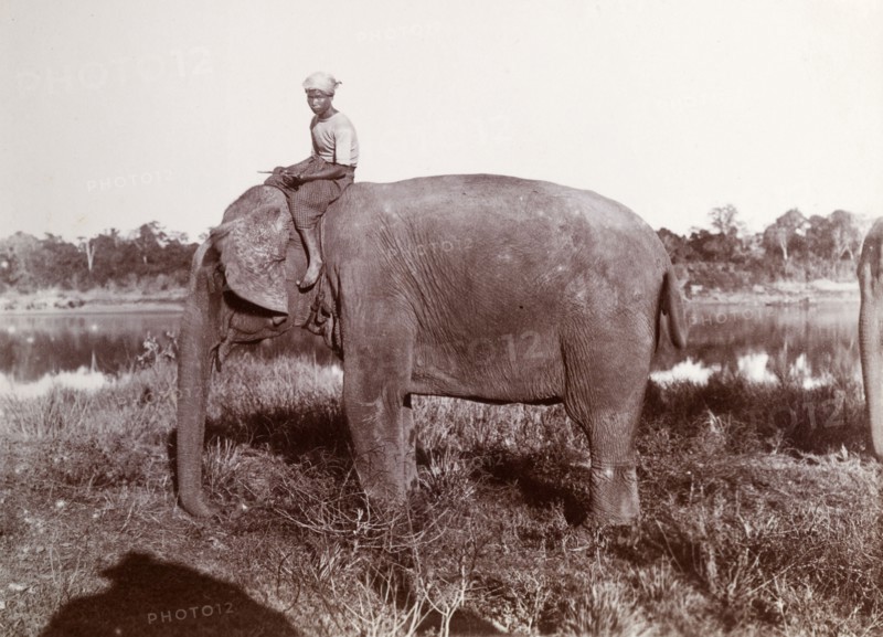 A Burmese mahout and his elephant. A Burmese mahout (elephant handlers) sits astride his elephant beside a country lake. The animal was probably used to manoeuvre timber in the teak forests of Burma (Myanmar). Kyawdaw, Burma (Myanmar), circa 1908. Kyawdaw, Sagaing, Burma (Myanmar), South East Asia, Asia.