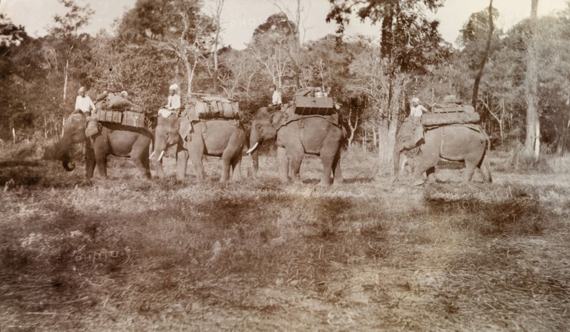 Elephants walk in single file. A group of Burmese mahouts (elephant handlers) lead their laden elephants across a rural landscape in single file. The animals were probably used to manoeuvre timber in the teak forests of Burma (Myanmar). Burma (Myanmar), circa 1908. Burma (Myanmar), South East Asia, Asia.