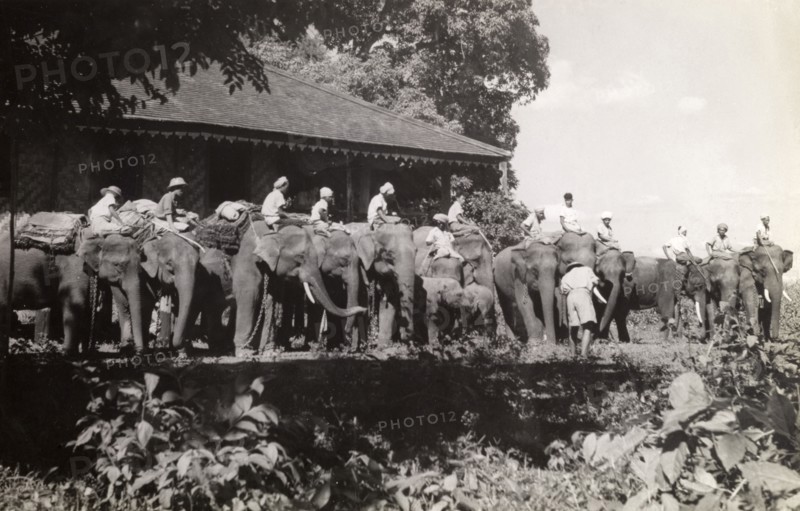 Elephants line up, Burma (Myanmar). Official publicity shot for the Burmese government. Mahouts (elephant handlers) and their harnessed elephants prepare for a march into the jungle. The animals were probably used to manoeuvre timber in the teak forests of Burma (Myanmar). Burma (Myanmar), circa 1908. Burma (Myanmar), South East Asia, Asia.
