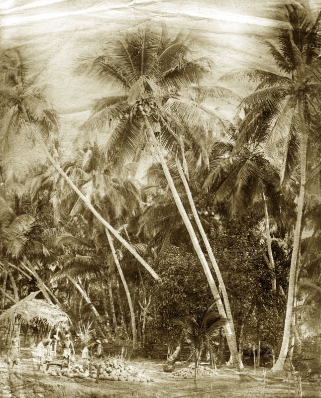 Burmese coconut pickers. A coconut picker, shinned high up a tree, throws coconuts down to the ground where they are collected together by workers who remove their outer husks. Burma (Myanmar), circa 1900. Burma (Myanmar), South East Asia, Asia.