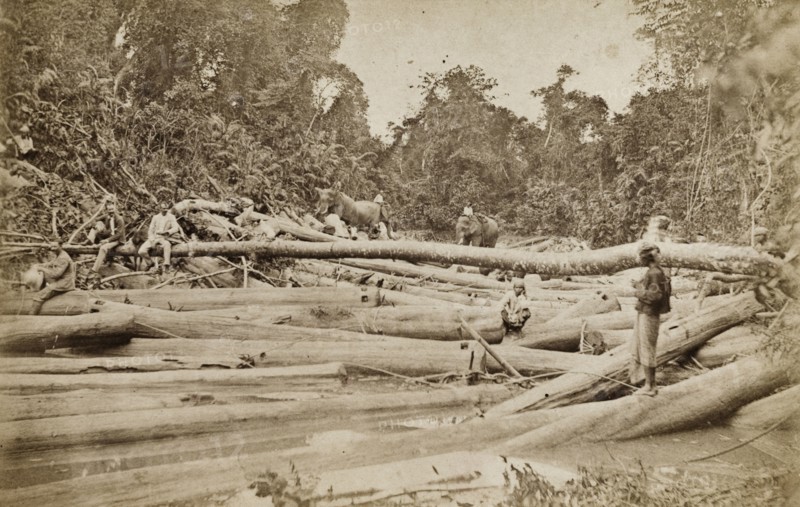 Tree felling in Burma (Myanmar). A forest clearing is littered with felled trees and teak logs. Three European men sit on the timber, observing Burmese labourers and their elephants at work. Burma (Myanmar), circa 1910. Burma (Myanmar), South East Asia, Asia.
