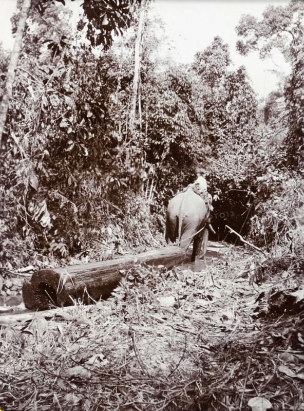 Elephant dragging timber, Burma (Myanmar). An elephant drags a teak timber along a small stream in dense jungle. Burma (Myanmar), circa 1910. Burma (Myanmar), South East Asia, Asia.