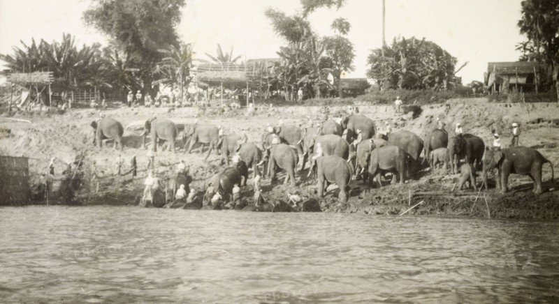 Elephants emerge from the water. A herd of elephants and their mahouts (elephant handlers) gather on a riverbank after a refreshing dip in the water. The animals would have been used to manoeuvre timber in the teak forests of Burma (Myanmar). Burma (Myanmar), circa 1910. Burma (Myanmar), South East Asia, Asia.